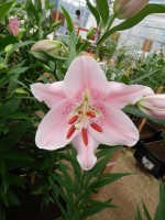 [4216 Companion No202.JPG]